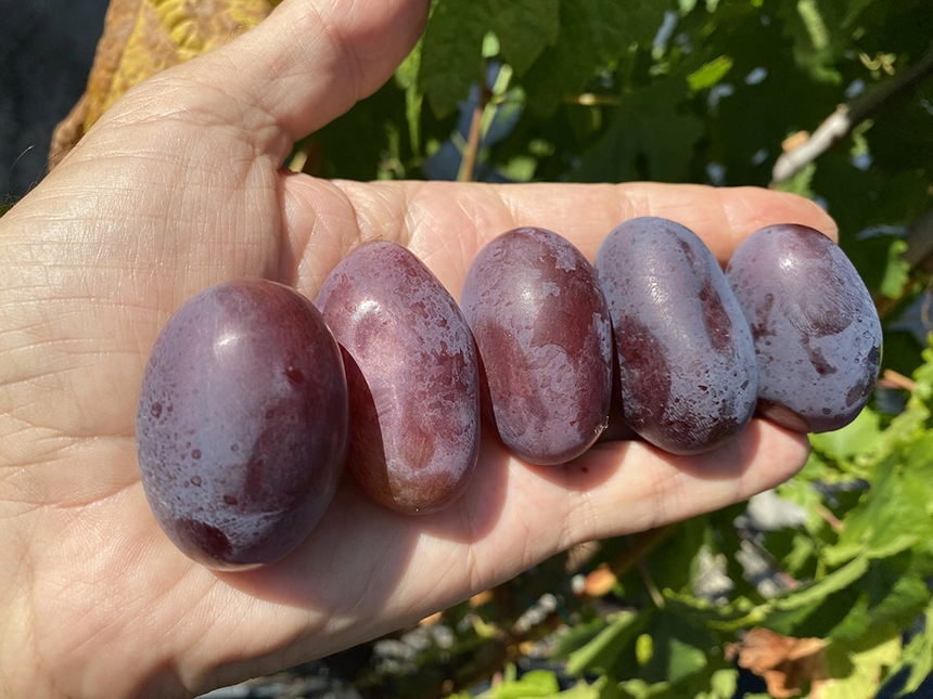 Table grapes - the best large-fruited varieties for your garden